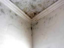 Best Mold Odor Removal Services  in La Vale, MD