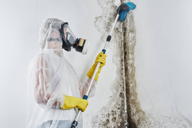 Best Water Damage & Mold Remediation  in La Vale, MD