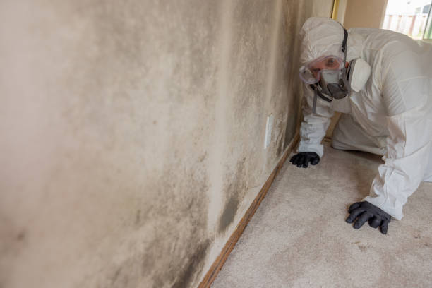 Best Emergency Mold Remediation  in La Vale, MD